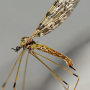 Discobola haetara : habitus - female