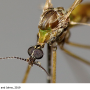 Discobola haetara : body part(s) - head and thorax