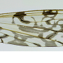 Discobola haetara : wing