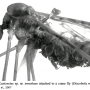 Discobola margarita : habitus - female