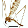 Discobola margarita : habitus - male