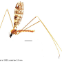 Discobola margarita : habitus - male
