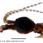 Discobola margarita : body part(s) - head and antenna