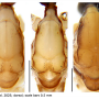 Discobola margarita : body part(s) - thorax