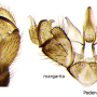 Discobola margarita : hypopygium