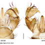 Discobola margarita : hypopygium