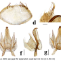 Discobola margarita : hypopygium