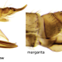 Discobola margarita : ovipositor