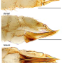 Discobola margarita : ovipositor