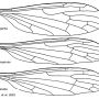 Discobola margarita : wing