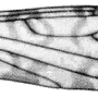 Discobola parargus : wing
