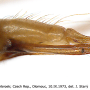 Discobola parvispinula : ovipositor
