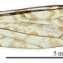 Discobola parvispinula : wing