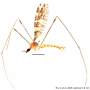 Discobola taivanella : habitus - male