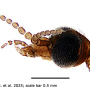 Discobola taivanella : body part(s) - head and antenna