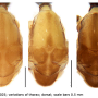 Discobola taivanella : body part(s) - thorax