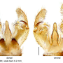Discobola taivanella : hypopygium