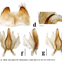Discobola taivanella : hypopygium