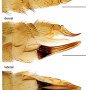 Discobola taivanella : ovipositor