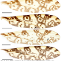 Discobola taivanella : wing