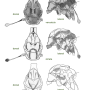 Discobola venustula : body part(s) - thorax
