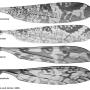 Discobola venustula : wing