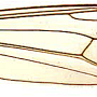 Dolichopeza (Nesopeza) adela : wing