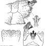 Dolichopeza (Nesopeza) albitibia : hypopygium