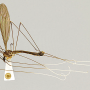 Dolichopeza (Dolichopeza) americana : habitus - male