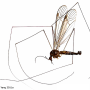 Dolichopeza (Sinoropeza) apicalis : habitus - male