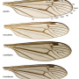 Dolichopeza (Sinoropeza) apicalis : wing