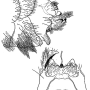 Dolichopeza (Oropeza) barbigera : hypopygium