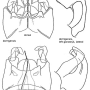 Dolichopeza (Dolichopeza) bickeli : hypopygium