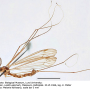 Dolichopeza (Dolichopeza) bifida : habitus - male