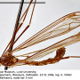 Dolichopeza (Dolichopeza) bifida : habitus - male