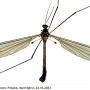 Dolichopeza (Dolichopeza) bifida : habitus - male