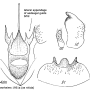 Dolichopeza (Dolichopeza) bifida : hypopygium