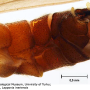 Dolichopeza (Dolichopeza) bifida : hypopygium