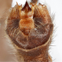 Dolichopeza (Dolichopeza) bifida : hypopygium