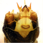 Dolichopeza (Dolichopeza) bifida : hypopygium