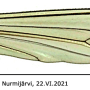 Dolichopeza (Dolichopeza) bifida : wing