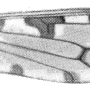 Dolichopeza (Nesopeza) caloptera : wing