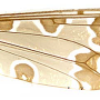 Dolichopeza (Nesopeza) circe : wing