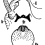 Dolichopeza (Nesopeza) circulans : hypopygium