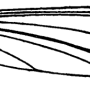 Dolichopeza (Nesopeza) circulans : wing