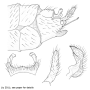 Dolichopeza (Oropeza) fokiensis : hypopygium