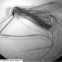 Dolichopeza (Dolichopeza) fuscipes : habitus - male