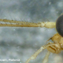 Dolichopeza (Dolichopeza) fuscipes : body part(s) - head and antenna