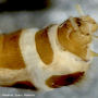 Dolichopeza (Dolichopeza) fuscipes : hypopygium