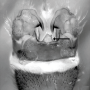 Dolichopeza (Dolichopeza) fuscipes : hypopygium